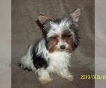 Small Photo #1 Biewer Terrier Puppy For Sale in HILLSBORO, OR, USA