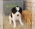 Small Photo #5 Bernedoodle (Miniature) Puppy For Sale in DANVILLE, IN, USA