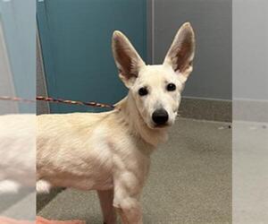 German Shepherd Dog-Unknown Mix Dogs for adoption in Las Vegas, NV, USA