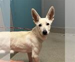 Small German Shepherd Dog Mix