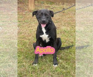 Bulldog-Labrador Retriever Mix Dogs for adoption in Glenwood, GA, USA