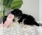 Small #2 Bernedoodle (Miniature)