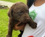 Small #5 Chesapeake Bay Retriever