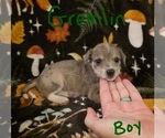 Small #12 Chizer