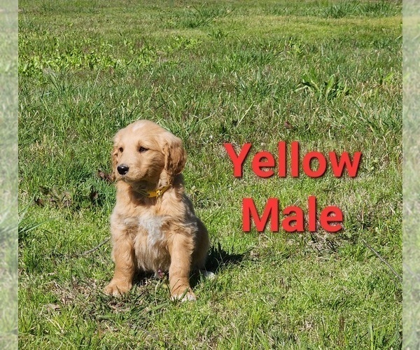 Medium Photo #31 Goldendoodle Puppy For Sale in CLARKSVILLE, TX, USA