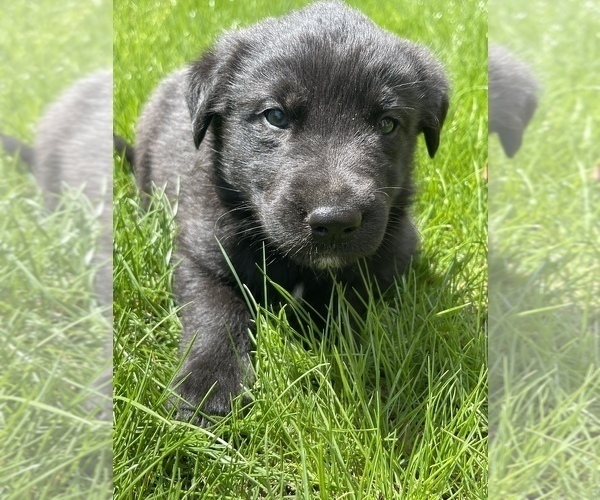 Medium Photo #7 Labrador Retriever Puppy For Sale in CHESTERFIELD, MI, USA