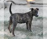 Small #1 Retriever  Mix