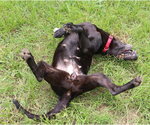 Small #2 Mutt