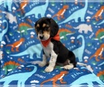 Small #6 Beagle