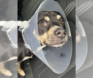 American Staffordshire Terrier-Unknown Mix Dogs for adoption in Fort Lauderdale, FL, USA