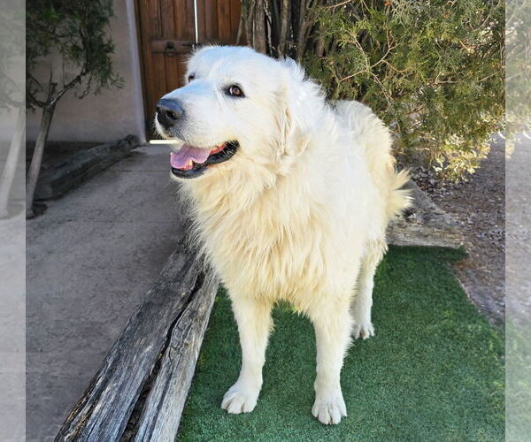 Medium Photo #3 Great Pyrenees-Unknown Mix Puppy For Sale in Albuquerque, NM, USA