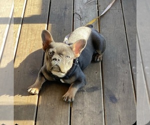 Mother of the French Bulldog puppies born on 06/12/2021