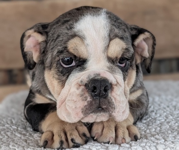 Medium Photo #3 English Bulldog Puppy For Sale in GOSHEN, IN, USA