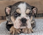 Small #2 English Bulldog