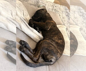 Max - Male Holland Shepherd-Labrador Retriever Mix Dog for Adoption - Photo #3