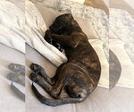 Small #2 Holland Shepherd-Labrador Retriever Mix