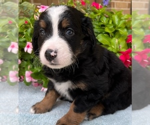 Bernedoodle Puppy for Sale in CONROE, Texas USA