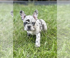 French Bulldog Puppy for sale in JOLIET, IL, USA