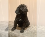 Small Photo #3 Bordoodle Puppy For Sale in HILLSBORO, WI, USA