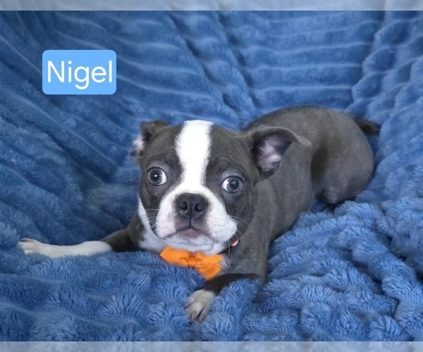 Medium Photo #7 Boston Terrier Puppy For Sale in MINERAL WELLS, WV, USA