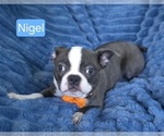 Small #6 Boston Terrier