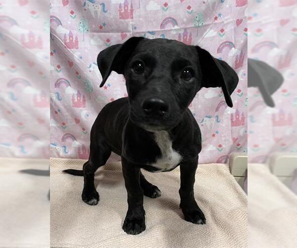 Medium Photo #1 Border Collie-Unknown Mix Puppy For Sale in Modesto, CA, USA