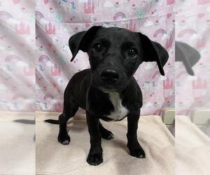 Border Collie-Unknown Mix Dogs for adoption in Modesto, CA, USA