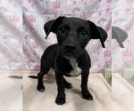 Small Border Collie Mix