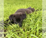 Small #3 Labrador Retriever Mix
