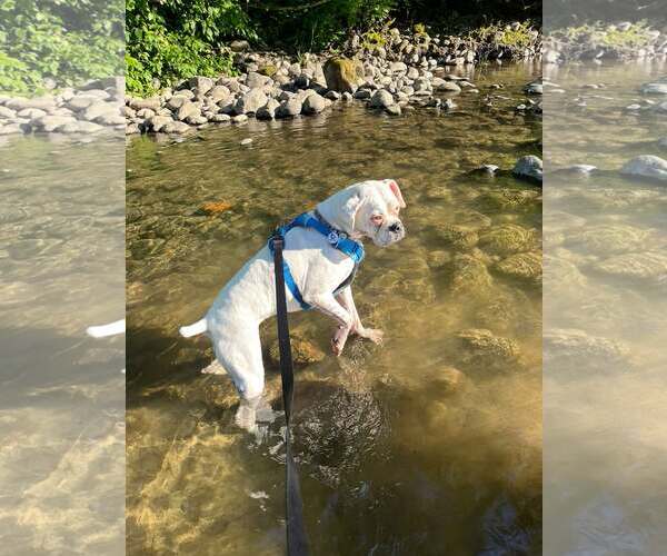 Medium Photo #2 Boxer Puppy For Sale in Stanwood, WA, USA