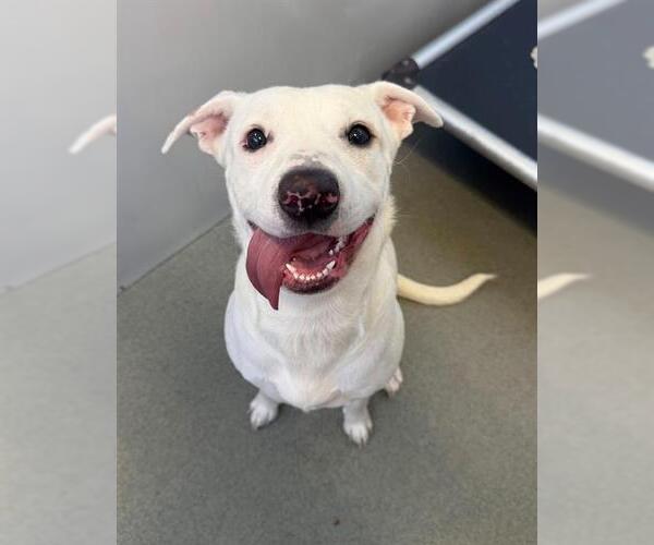 Medium Photo #1 Labrador Retriever-Unknown Mix Puppy For Sale in Fayetteville, NC, USA