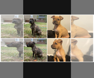 American Pit Bull Terrier Puppy for sale in CONCORD, NC, USA