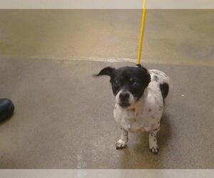 Chihuahua Dogs for adoption in Sacramento, CA, USA