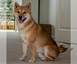 Father of the Shiba Inu puppies born on 01/01/2024