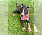 Small American Pit Bull Terrier
