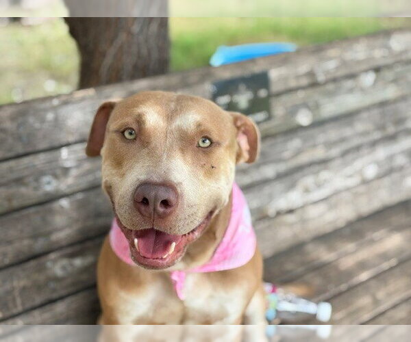 Medium Photo #1 Mutt Puppy For Sale in Tulsa, OK, USA
