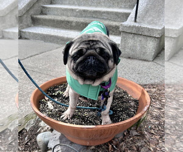 Medium Photo #3 Pug Puppy For Sale in Oak Bluffs, MA, USA