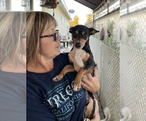 Italian Greyhound-Rat Terrier Mix Dogs for adoption in Arlington, WA, USA