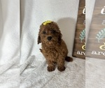 Small #3 Goldendoodle (Miniature)