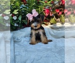 Small #2 Yorkshire Terrier