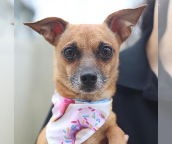 Medium Photo #1 Chihuahua-Unknown Mix Puppy For Sale in San Antonio, TX, USA