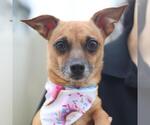 Small Chihuahua Mix