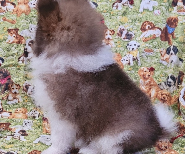 Medium Photo #5 Pomeranian Puppy For Sale in ORRVILLE, OH, USA