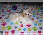 Small #3 Shih Tzu