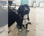 Gladys - Female Dachshund-Unknown Mix Dog for Adoption - Small photo