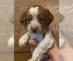 Small Photo #1 Brittany Puppy For Sale in DILLSBURG, PA, USA