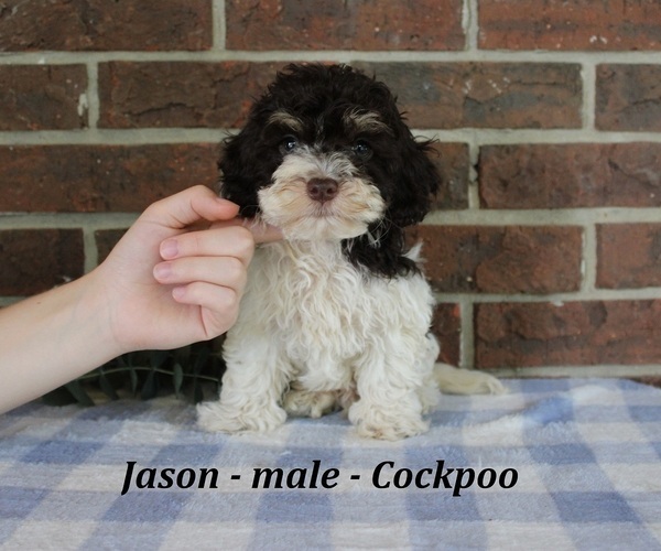 Medium Photo #3 Cockapoo (Miniature) Puppy For Sale in CLARKRANGE, TN, USA