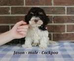 Small #2 Cockapoo (Miniature)