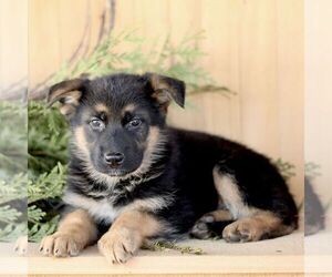 Medium German Shepherd Dog
