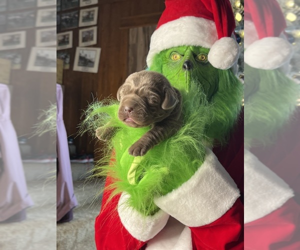 Medium Photo #7 Labrador Retriever Puppy For Sale in NEOLA, WV, USA